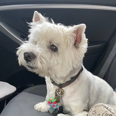 CharlieHudz's profile picture. A 14 year old Westie with a big pawsonality 🐾 ...now double bionic🦿 #zshq