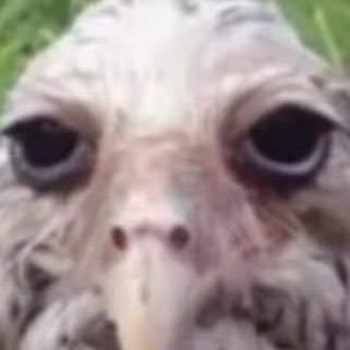 FluResenhaFFC's profile picture. 🏆 Campeão da Copa Libertadores da América 2023 🦁 Fan account do ex-jogador Felipe Melo