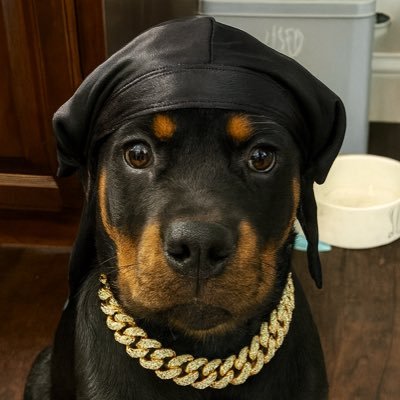 pxlarisfn's profile picture. 