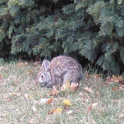 cottontail473's profile picture. Jesus Christ and artificial intelligence