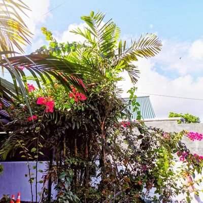 chasuka31320945's profile picture. 不条理の無い世の中になって欲しい。世界中に正しい知識・情報が広まって嘘が無くなりますように。https://t.co/pYZpqKbTkE