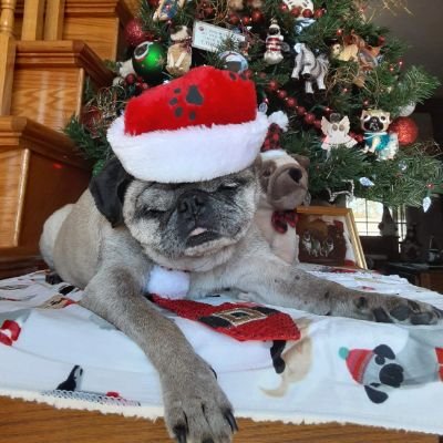 mommasboymushu's profile picture. 😇🌈Mushu left his account to Zinny & Winny-#Pug siblings born 3/20/23. He also guided rescue Lucy to his home. #Puglife #dogsoftwitter #dogsofx