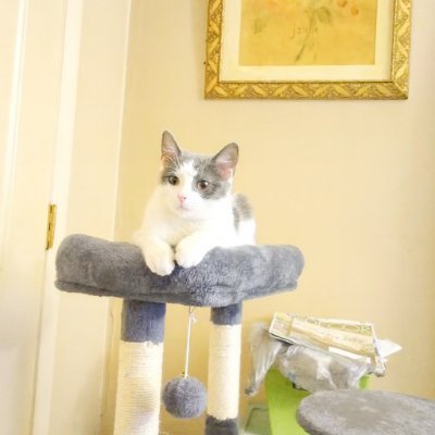 DJencat's profile picture. Co-owner & Presenter Belter Radio Fri. 5-7 pm ET
 jamminwithjencat@gmail.com Belterradio@outlook.com