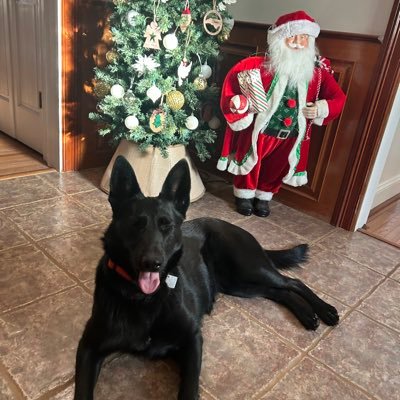 ShellyHCarter's profile picture. MAGA