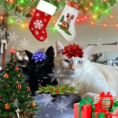 realmofgrim's profile picture. yin & yang rescue siblings ☯︎ grim, flamepoint / juno, black shadow