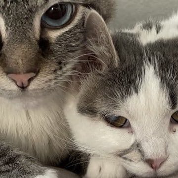 ELaurenne27226's profile picture. 🇨🇦 my OF 4 ur health