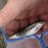 PCSalmon_Trout's profile image