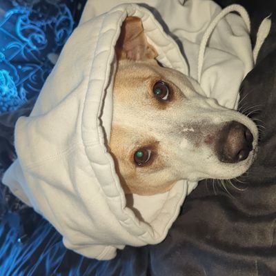 MetaWes's profile picture. 28  - Basedia - Fetanyl & Schizophrenia - Brand Loyalty Does Not Exist-
@RetractionApp - @Ferry_Nuff - @DOGBELTScompany - BLACKJETS- PlannedNature - WorldOfWes