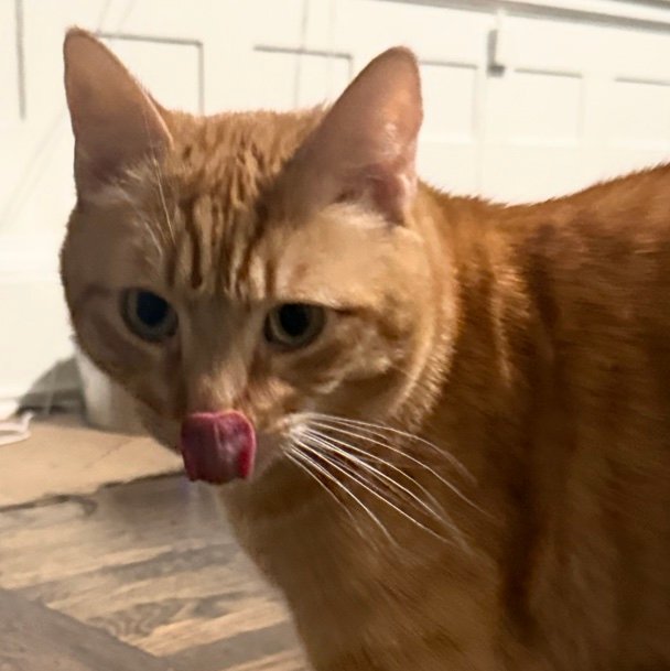 BoChintha's profile picture. 