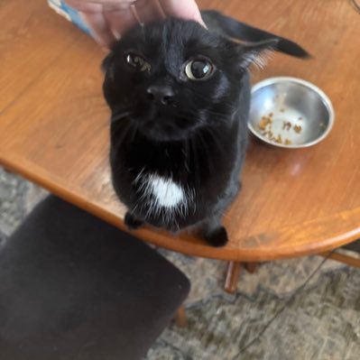 GuyBarLavi's profile picture. Fmr @IsraelPolicy4M @perescenter @Partners4Israel @bluewhitefuture • PhD candidate @asu_spgs• Cat Dad • @BrandeisU and @fletcherschool alum • Forever Jerseyean