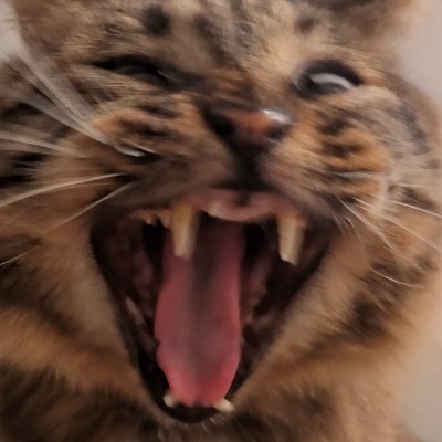 popomegranatete's profile picture. 