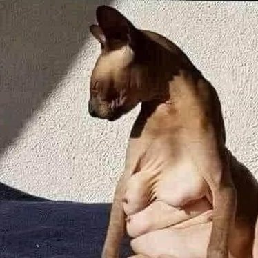 LibertariAngie's profile picture. it’s ironic the party of peace keeps trying to assassinate everybody.