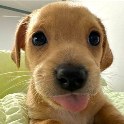 Billy_on_sol's profile picture. FROM THE OG BILLY CTO TEAM - F6KW91JfjGrZq5a1J2v5MrJnFRXPZBHWucFwpX4vpump