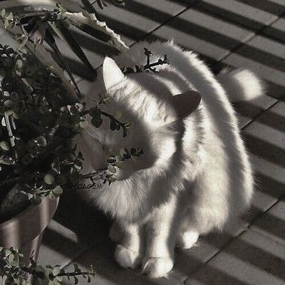 yumikokomi's profile picture. https://t.co/FTcjq0AC31