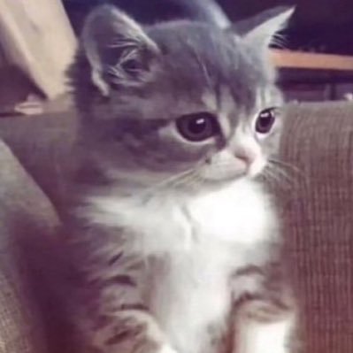 purplefranchise's profile picture. #franchise