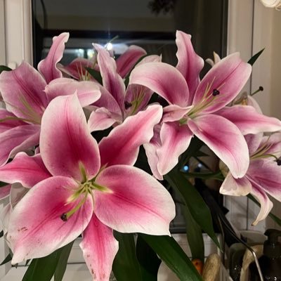 sh4zzzzz's profile picture. ❤️‍🩹🩺🍉💉🥥🌺🐬🌊