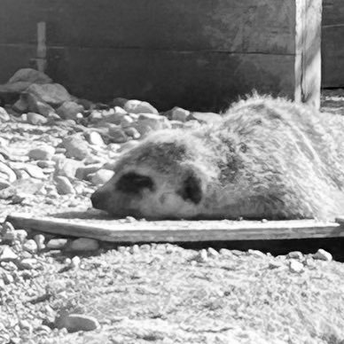 mijinkozo's profile picture. Low-Guyラウドロックおじ/1983年産/中日ドラゴンズ・ラウドロック・洋服・プロレス・珈琲・猫が好き/好きな言葉は《熱情》