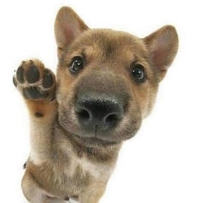 sundaesweetest's profile picture. ur sweetest pup-sis vchuuba .ᐟ.ᐟ ૮(˶^ ᗜ ^ ˶)ა ✿ ⏔⏔⏔ ꒰ ᧔ෆ᧓ ꒱ ⏔⏔⏔