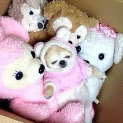 Siaminsiaaa's profile picture. 샤갈트위터그만정지시키라고
하그래트윗안쓸게