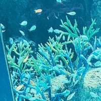 lom (@l_dn6g) 's Twitter Profile