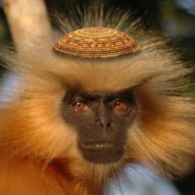 dov_rabinowitz's profile picture. Paleontologist with other revenue streams

He/Navla

Modern Yeshivish/Epicurean Stringent

The Muse ghosted me