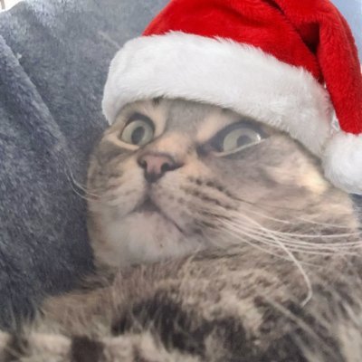 FiberedSkies's profile picture. cat who makes coordination infra. learning perceptual art  °.•*:✧  @whetstonedotcc @b4dsushi