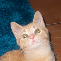 itsadri4nn's profile picture. roblox developer @ velosys | designer