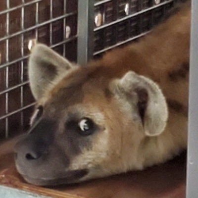 fea_lewd's profile picture. 23 year old gooner, I’m probably jerking it rn