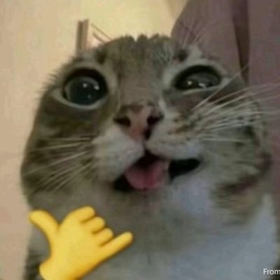 gnchiso's profile picture. I really am just some guy