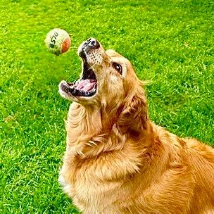 AAgolddog's profile picture. 