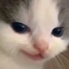 ntppas_'s profile picture. 