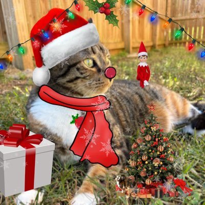 Kiwi_9908's profile picture. Kiwi aka chia seed brain | Momwi is she/her, 26