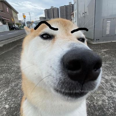 Iblamepeem's profile picture. SOL