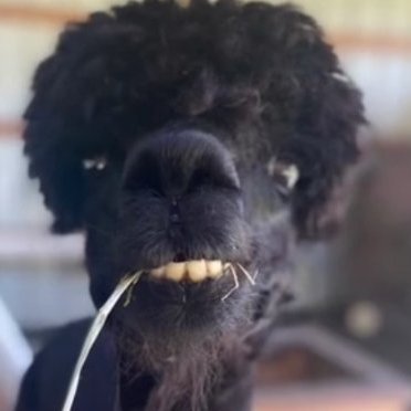 ameallyn's profile picture. hi Im black llama

-16

-Autistic

-VA

-VA of The False Savior /Shin by @_shefki_