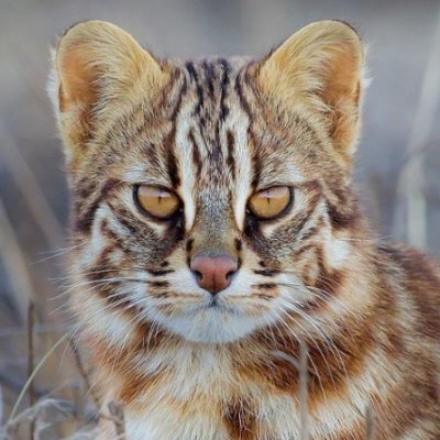 AnationZ_'s profile picture. Creator, (天外天內)外 第一人, ΠΠΠΛΠΠΠ○ΠΠΠΛΠΠΠ, 💕💕南琴💕💕💕, 전문캐삭빵러, ALLFORCESUPREMEMASTER, (MAXI)MUSLIM.