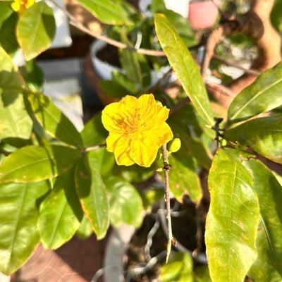 thebaseddoteth's profile picture. onchain summer is comming.