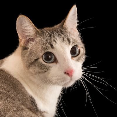 cholstroll's profile picture. finance | science | liberal arts