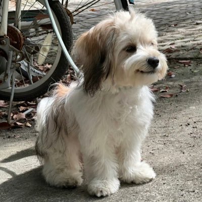 iforwar's profile picture. SuperX