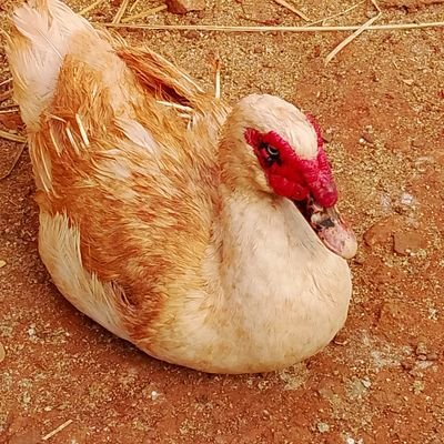 dec25i's profile picture. Njuifarm: Raising a happy flock of Muscovy ducks and other backyard birds. Follow for cute pics, tips, and daily farm life. 🦆❤️ #MuscovyDucks #BackyardPoultry