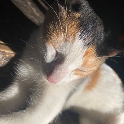 QURANDAILYYYY's profile picture. Data| AI | ML