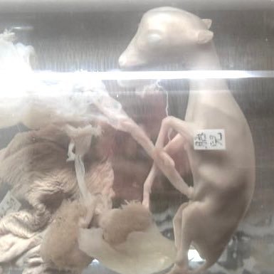 smorpye's profile picture. 🕳️ 🦟