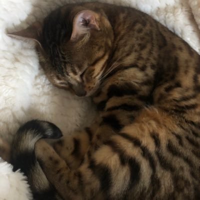 ullnevercqtchme's profile picture. v nonchalant and grounded