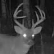 SQL314's profile picture. Hunting, guns, xbows #jeffcomo - If you're a hunter, check out this discord community https://t.co/koXl9PHZuZ