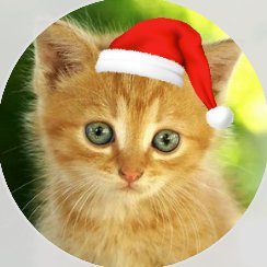 Tiny5565A's profile picture. Plz follow for more cute pics & vids like this — and don't forget to drop a like and repost! 😺💞