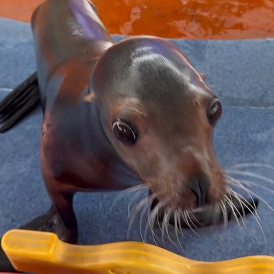 skydotcs's profile picture. 