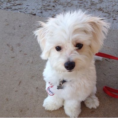 PuppysL8273's profile picture. 