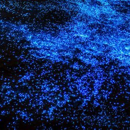 Noctiluca_1027's profile picture. 