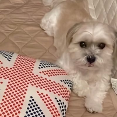 ns12251717's profile picture. 新卒3年目 エンジニア。今はAWS7冠:CLF/SAA/SOA/DVA/DEA/SAP/DOP)/HappinessChain