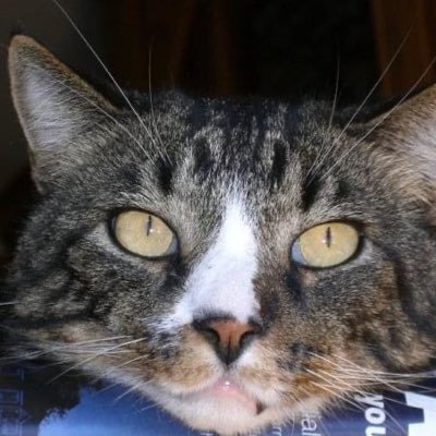 CmdrCoughdrop's profile picture. 