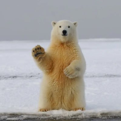 asozialerursus's profile picture. btsv